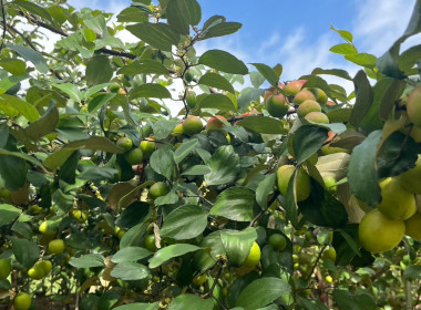 เข้าตรวจเยี่ยมสมาชิกสหกรณ์การเกษตรทับทิมสยาม 05 จำกัด พารามิเตอร์รูปภาพ 5