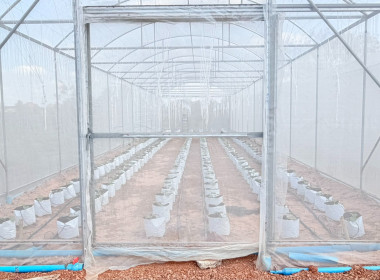 งพื้นที่เยี่ยมชมเรือนปลูกผักสวนครัวปลอดสารพิษและสวนเกษตรผสมผสานของสหกรณ์การเกษตรอรัญประเทศ จำกัด ... พารามิเตอร์รูปภาพ 3