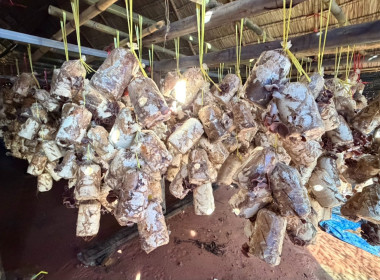 ลงพื้นที่เพื่อรวบรวมข้อมูลประกอบการพิจารณาวางแผนและแก้ไขปัญหาสหกรณ์ปศุสัตว์โคบาลบูรพา จำกัด ... พารามิเตอร์รูปภาพ 5