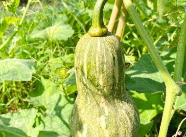 เข้าตรวจเยี่ยม แนะนำส่งเสริมการดำเนินงาน ... พารามิเตอร์รูปภาพ 5