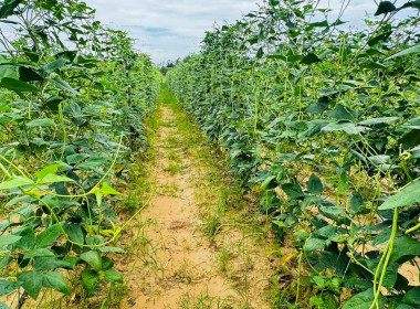 ติดตามและตรวจเยี่ยมการนำแนวทางของปรัชญาของเศรษฐกิจพอเพียงไปประยุกต์ใช้ในสมาชิกกลุ่มเกษตรกรทำนาท่าแยก จังหวัดสระแก้ว ... พารามิเตอร์รูปภาพ 4