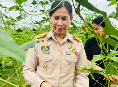 ติดตามและตรวจเยี่ยมการนำแนวทางของปรัชญาของเศรษฐกิจพอเพียงไปประยุกต์ใช้ในสมาชิกกลุ่มเกษตรกรทำนาท่าแยก จังหวัดสระแก้ว ... พารามิเตอร์รูปภาพ 3