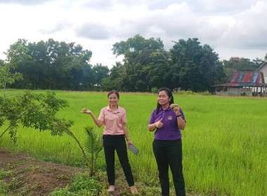 สหกรณ์จังหวัดสระแก้ว เข้าตรวจเยี่ยมกลุ่มเกษตรกรทำไร่ตาหลังใน พารามิเตอร์รูปภาพ 4